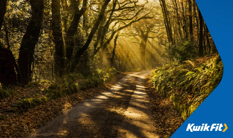 A shaded country lane in the UK with trees and banks of moss either side.